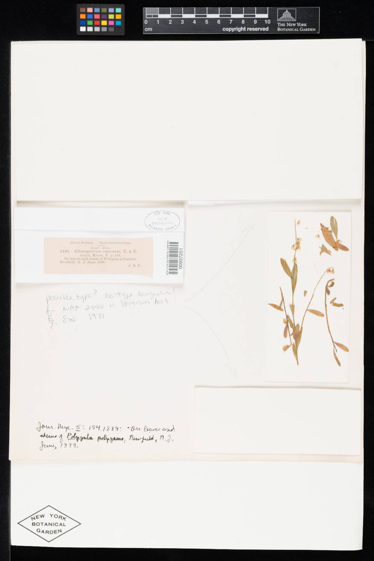 Gloeosporium ramosum image