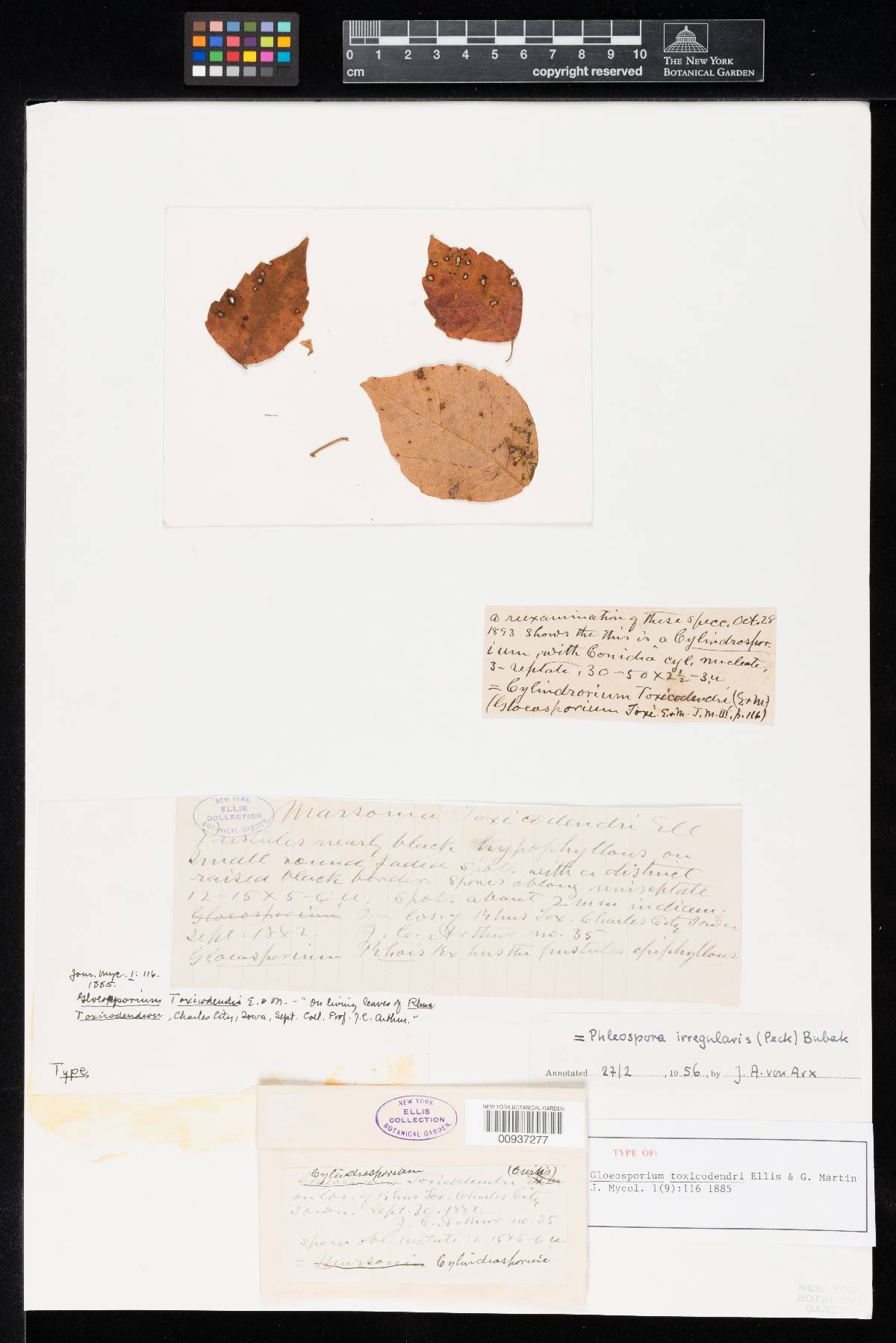 Gloeosporium toxicodendri image