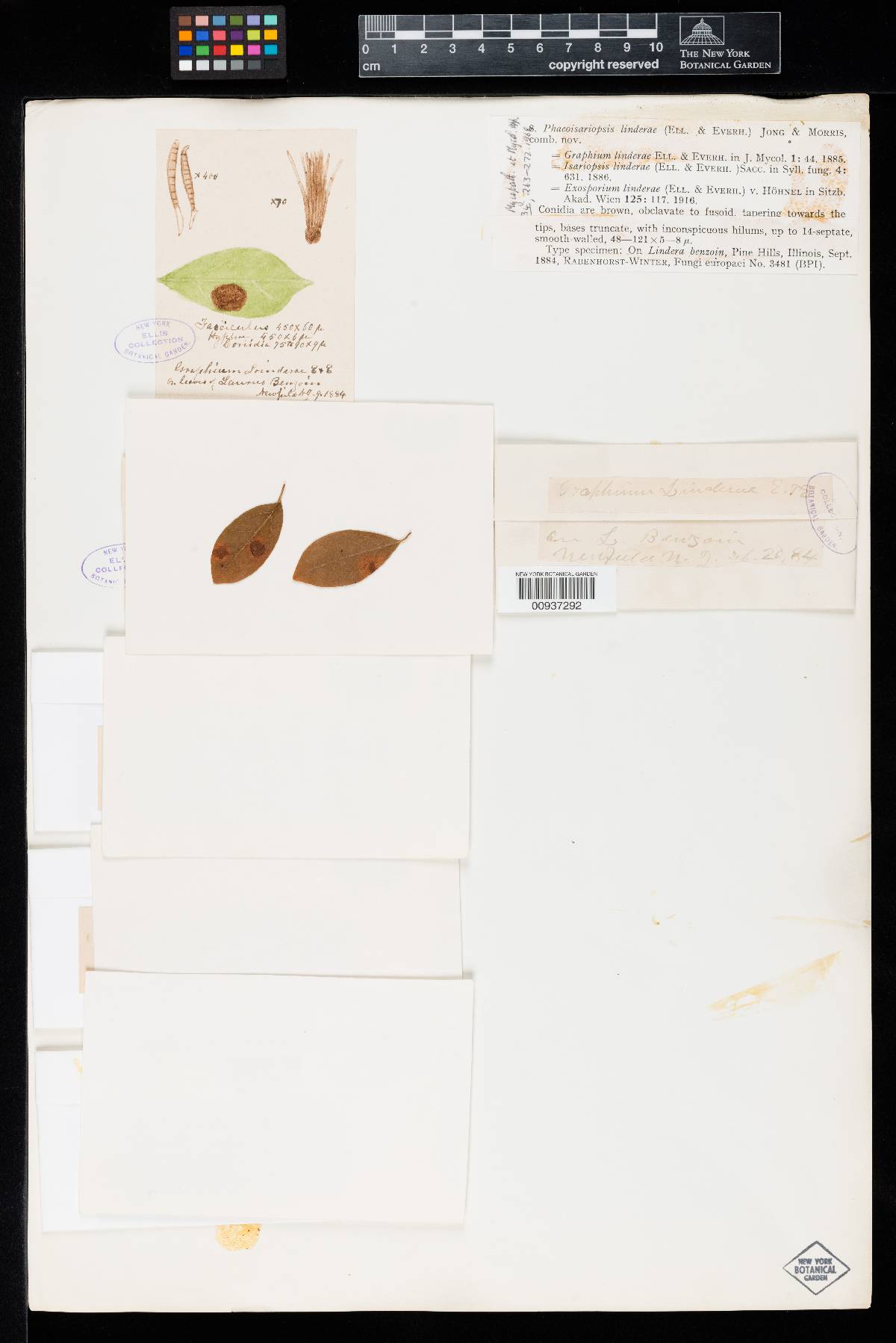 Bitunicostilbe linderae image
