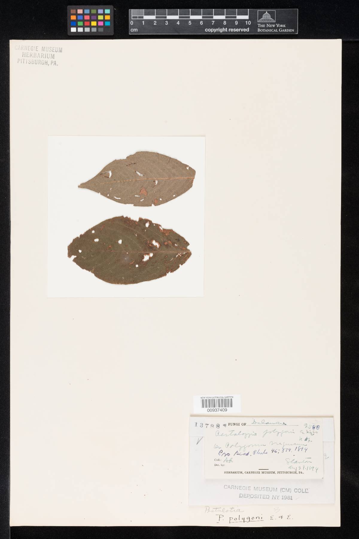 Ceriospora polygonacearum image