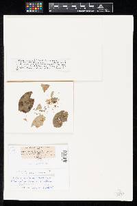Ovularia maclurae image