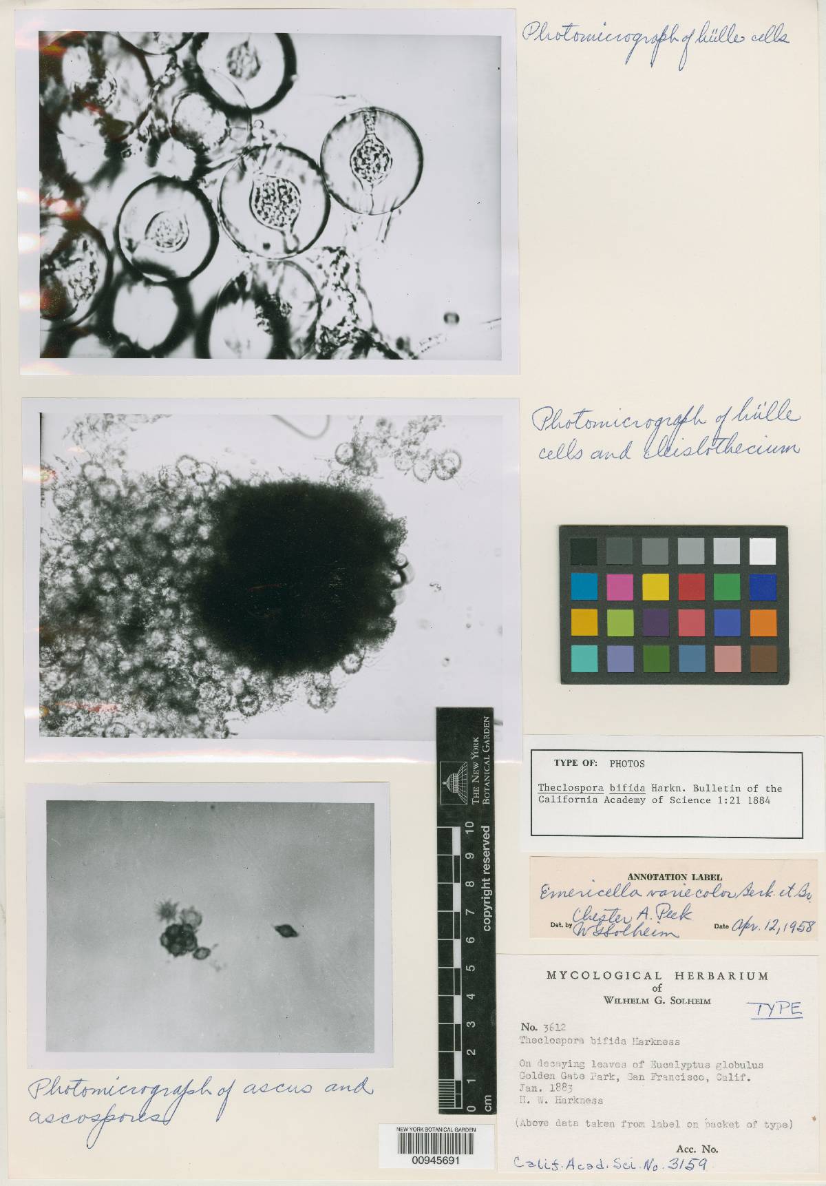 Theclospora bifida image