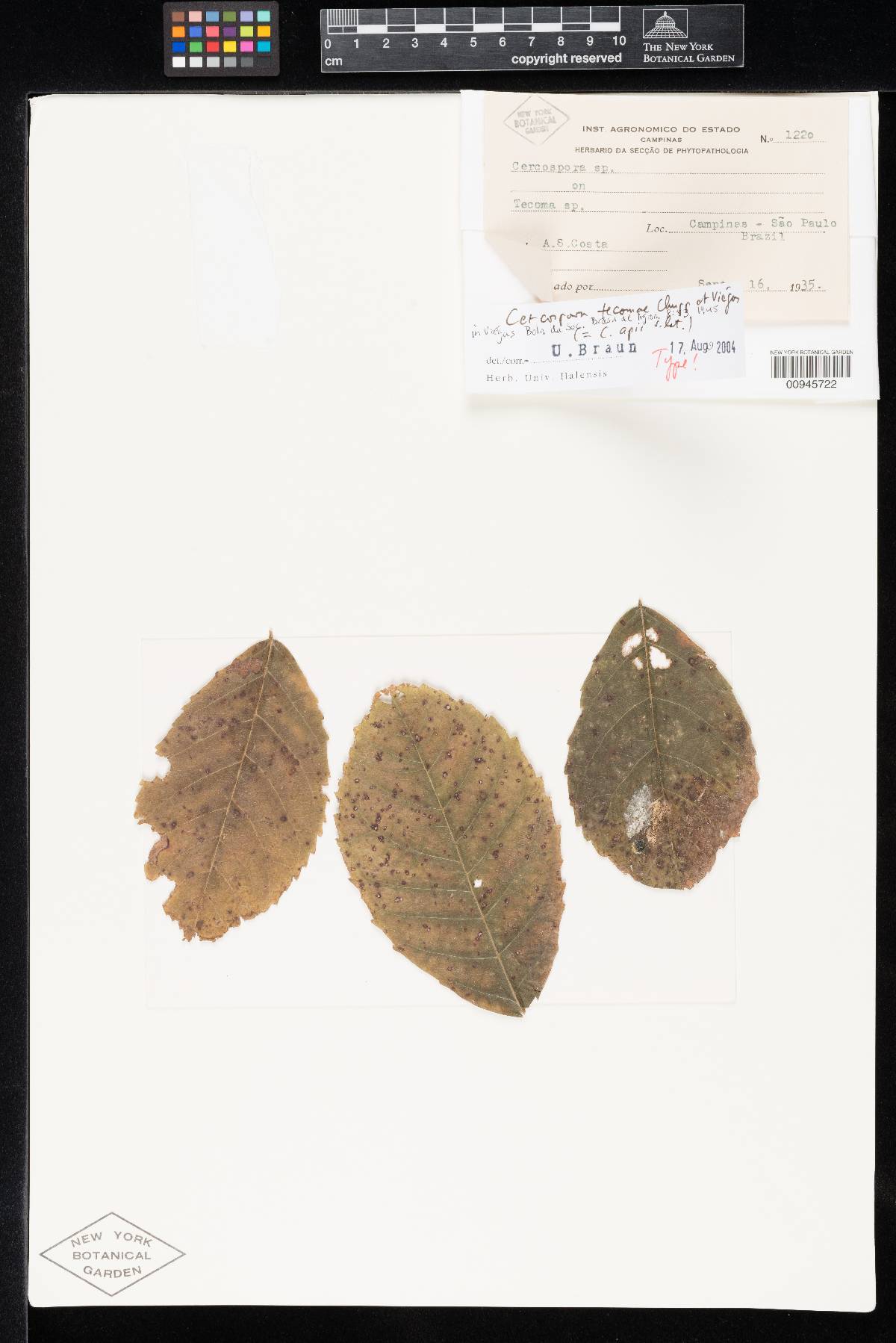 Cercospora tecomae image