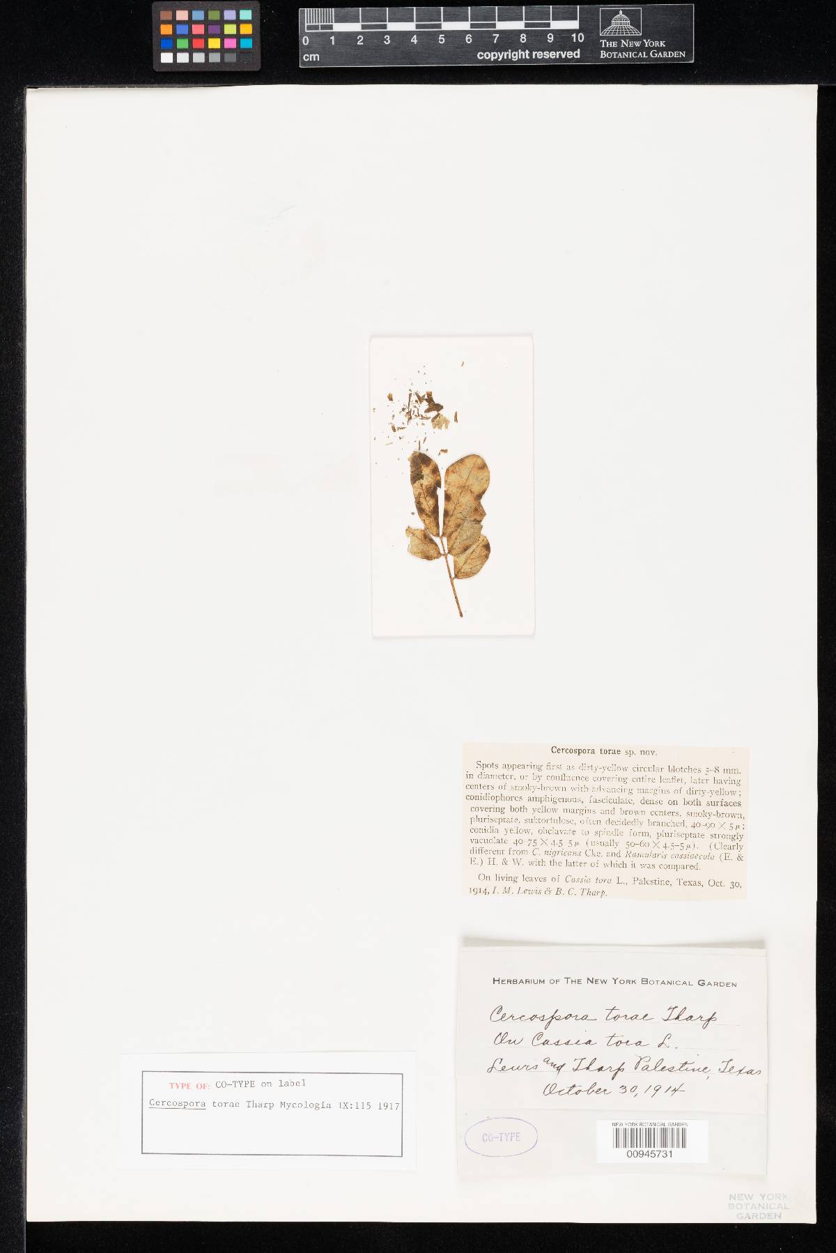 Cercospora torae image