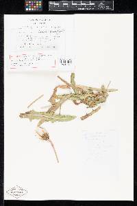 Cladosporium agoseridis image
