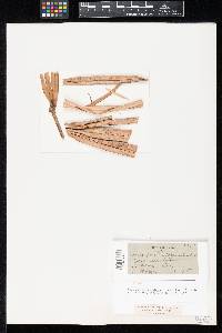Coniosporium palmicola image