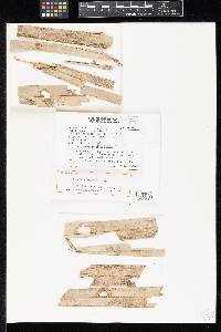 Cryptophiale minor image