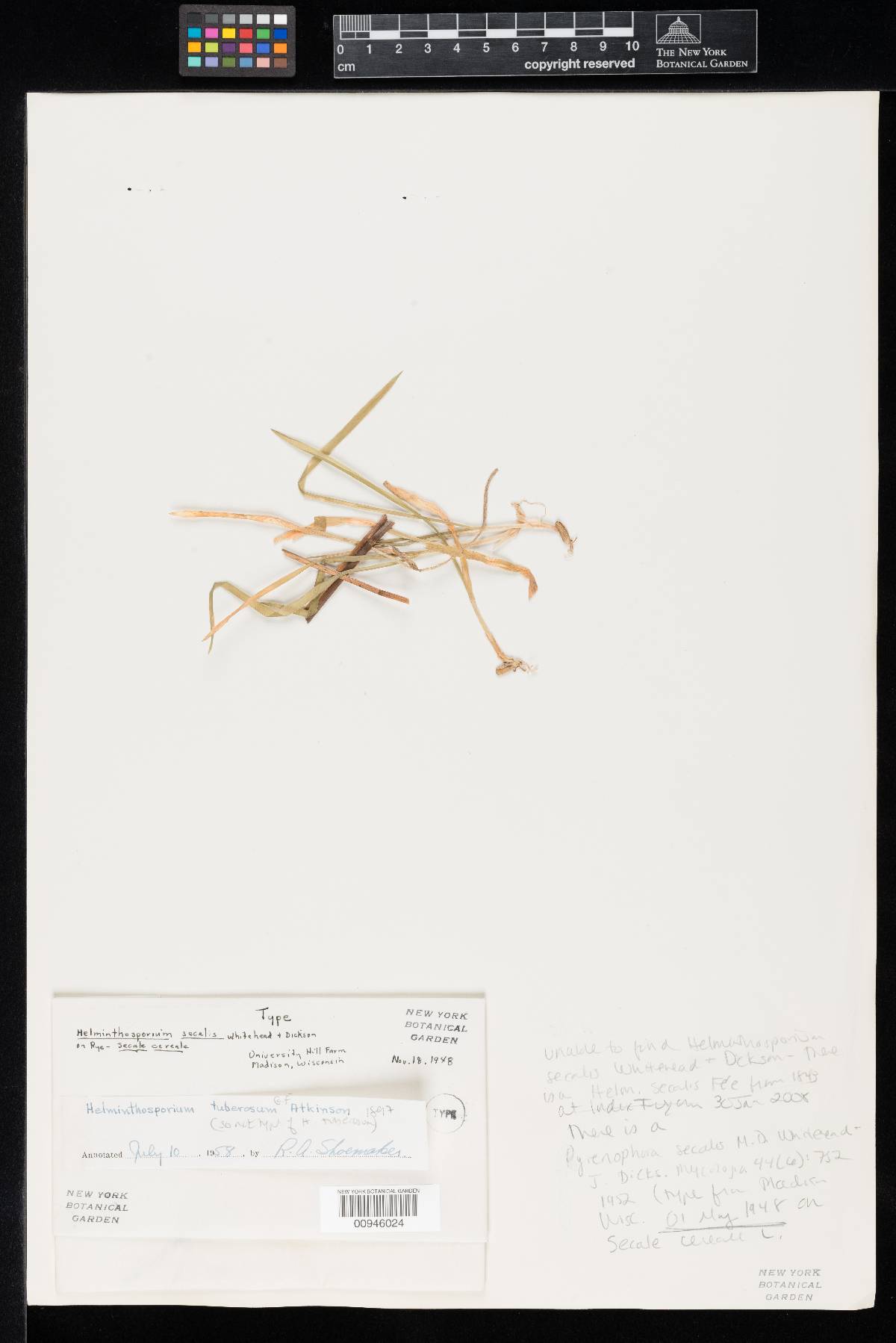 Pyrenophora japonica image