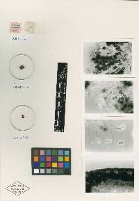 Hypocrea cubispora image