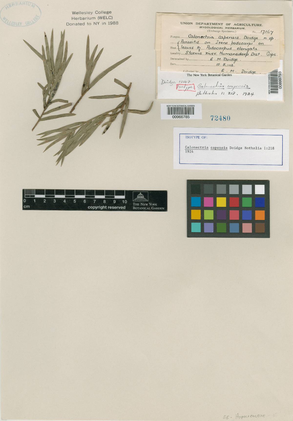 Calonectria capensis image
