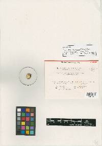 Hypocrea sulphurea image