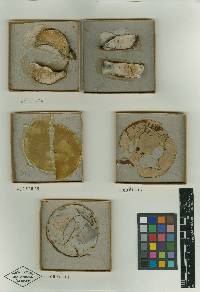 Hypomyces chlorinigenus image