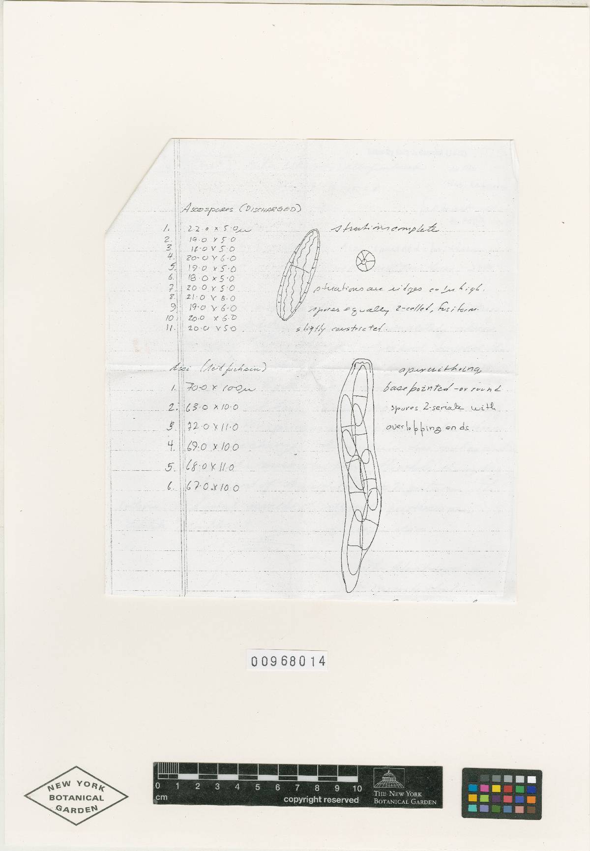 Nectria albofimbriata image