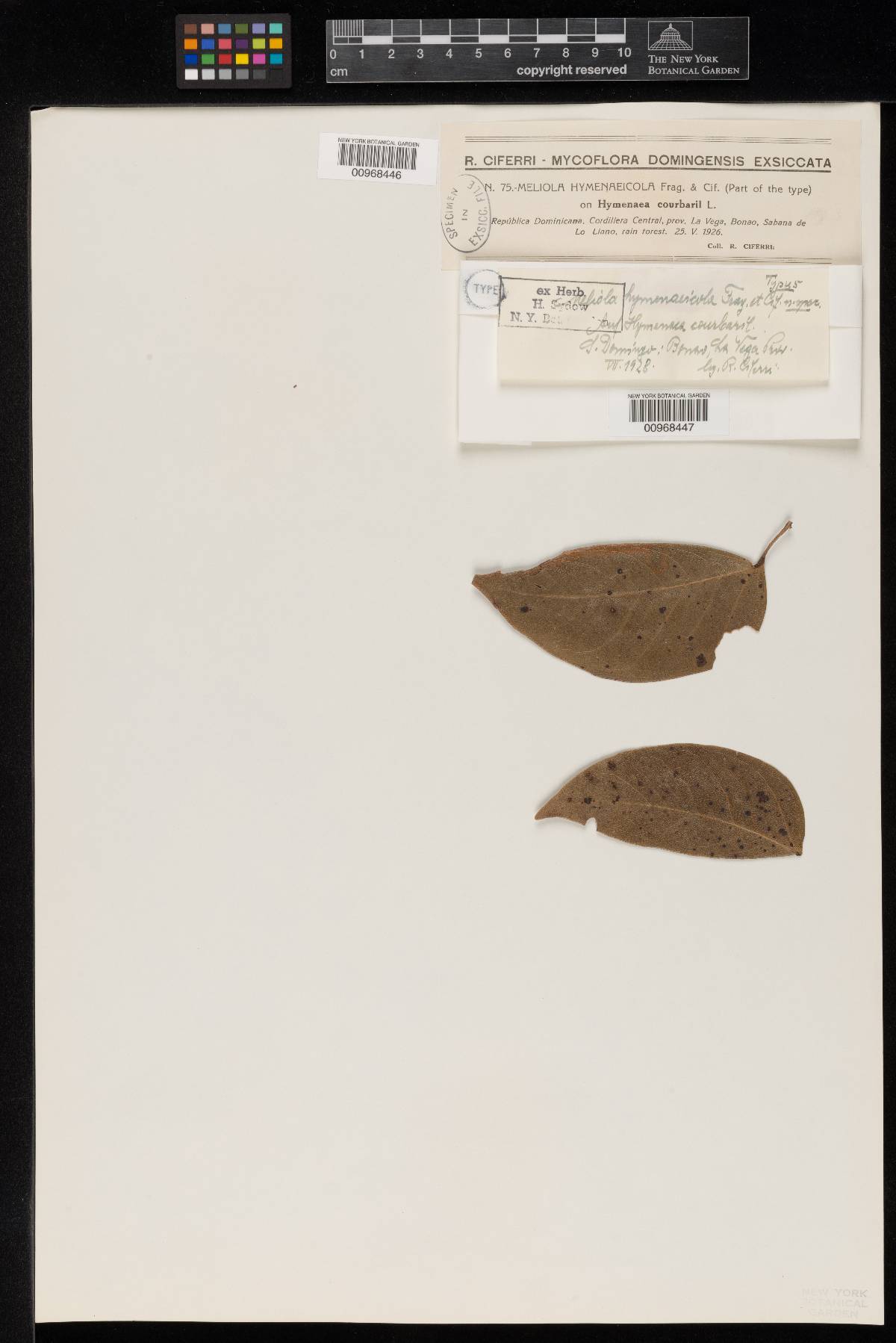 Meliola hymenaeicola image