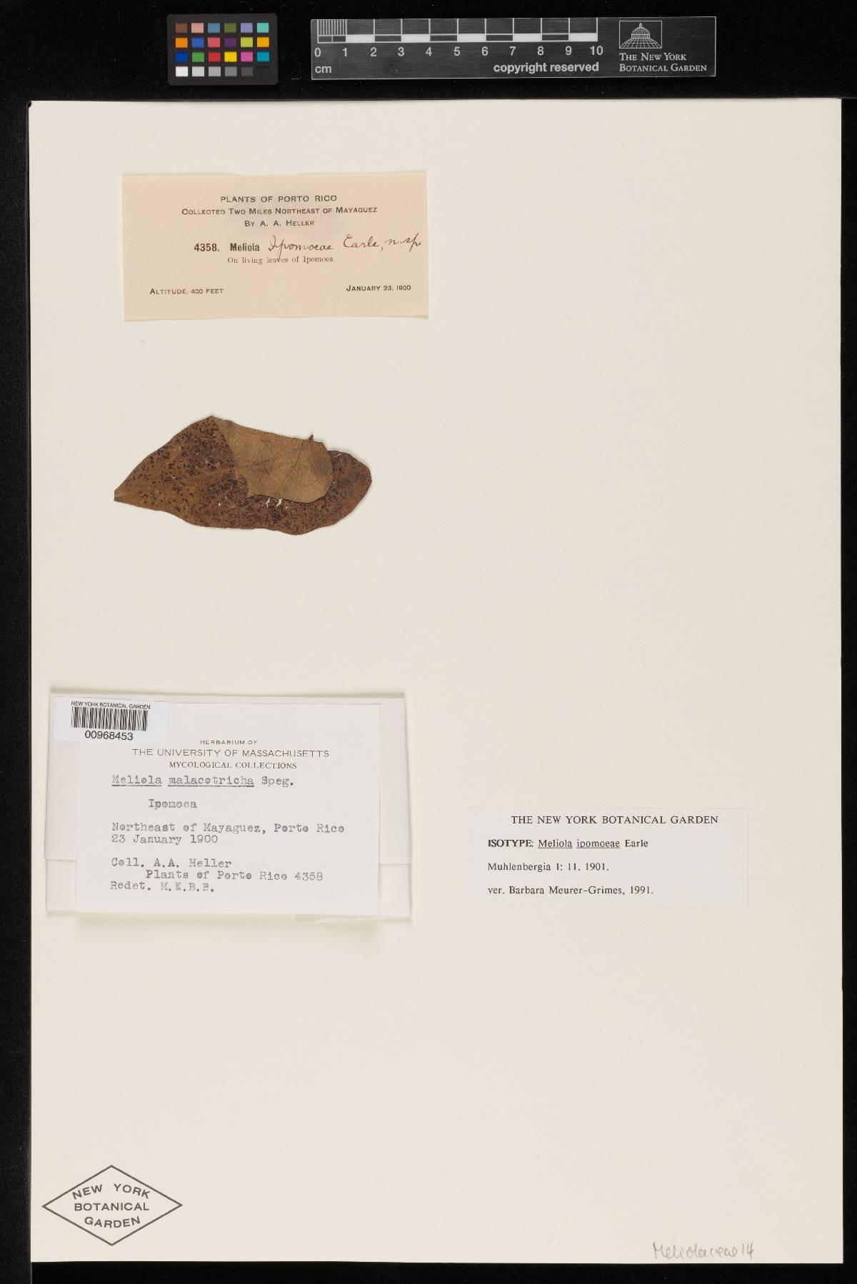 Meliola ipomoeae image