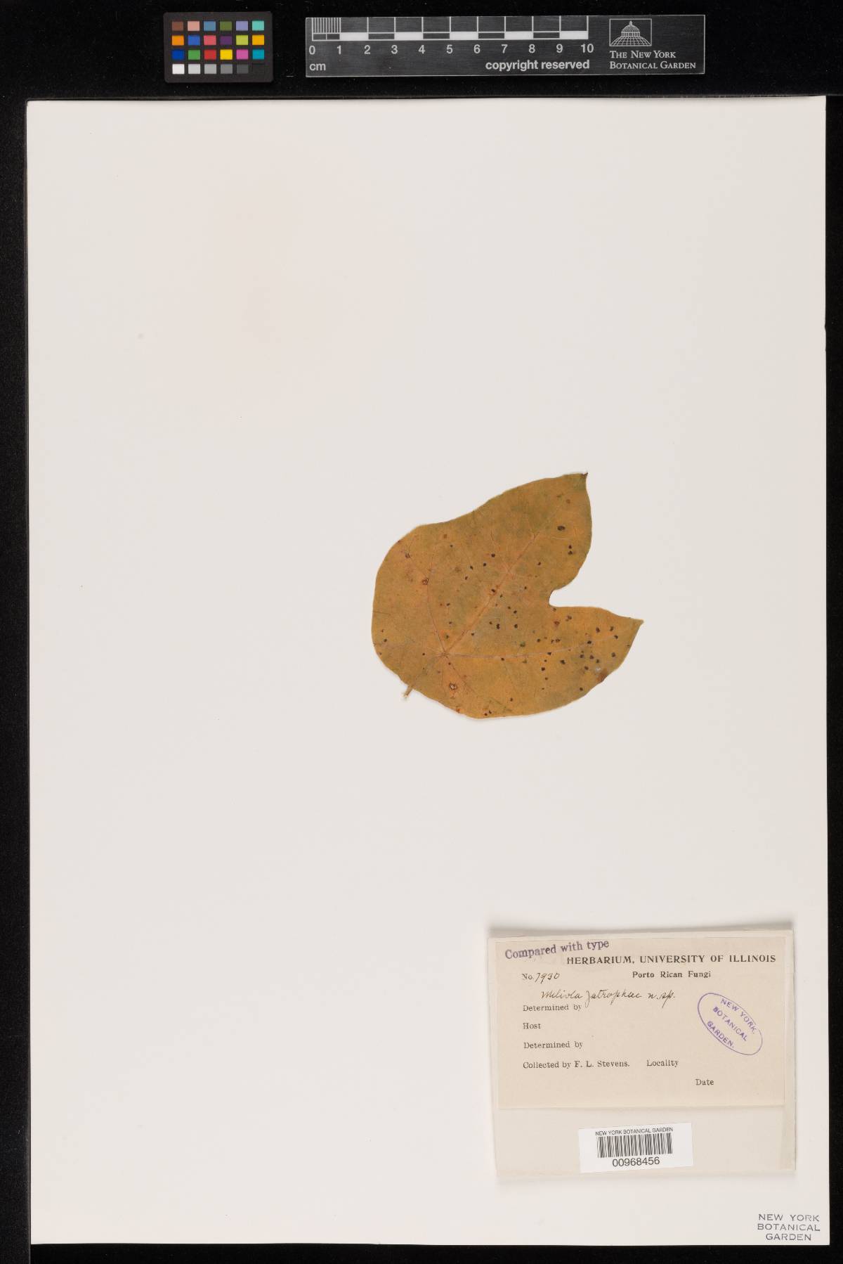 Meliola jatrophae image
