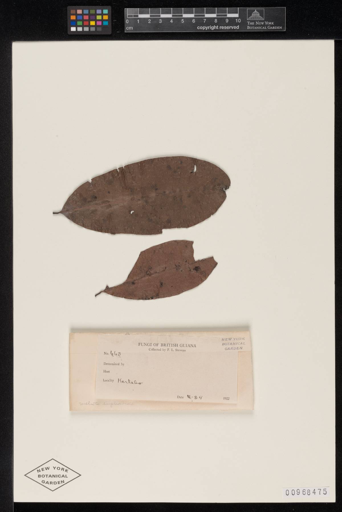 Meliola euphorbiae image