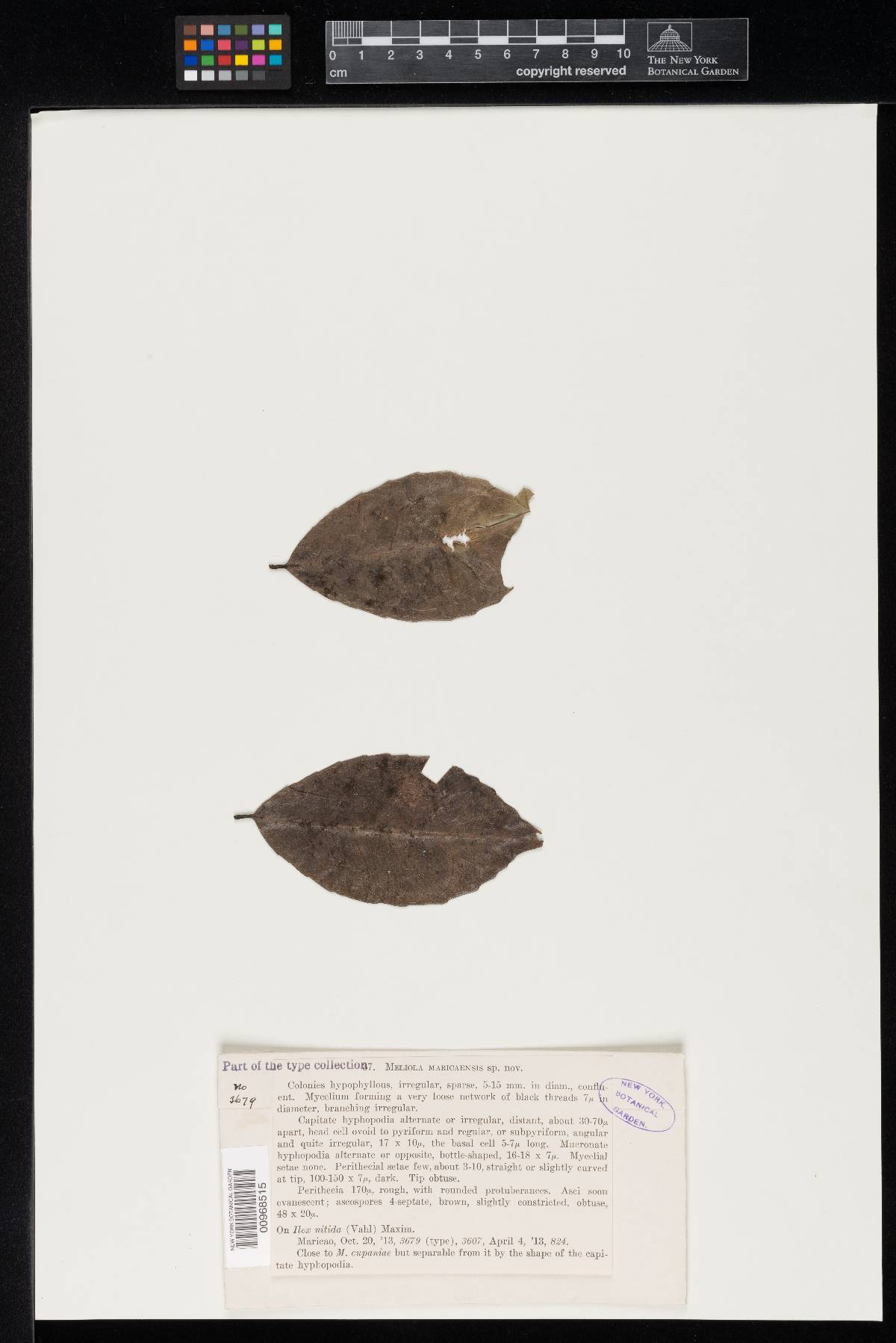 Meliola maricaensis image