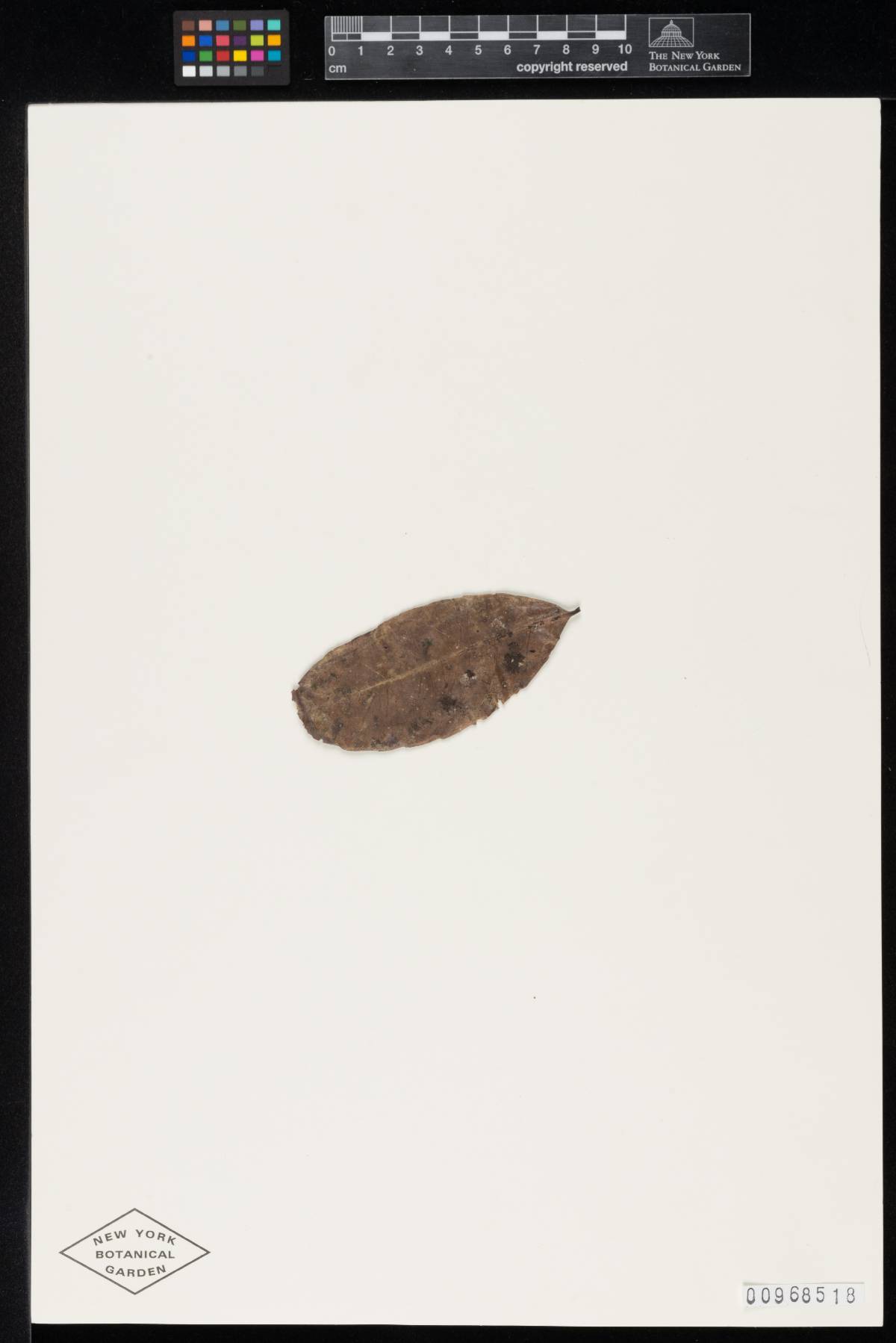 Meliola maricaensis image