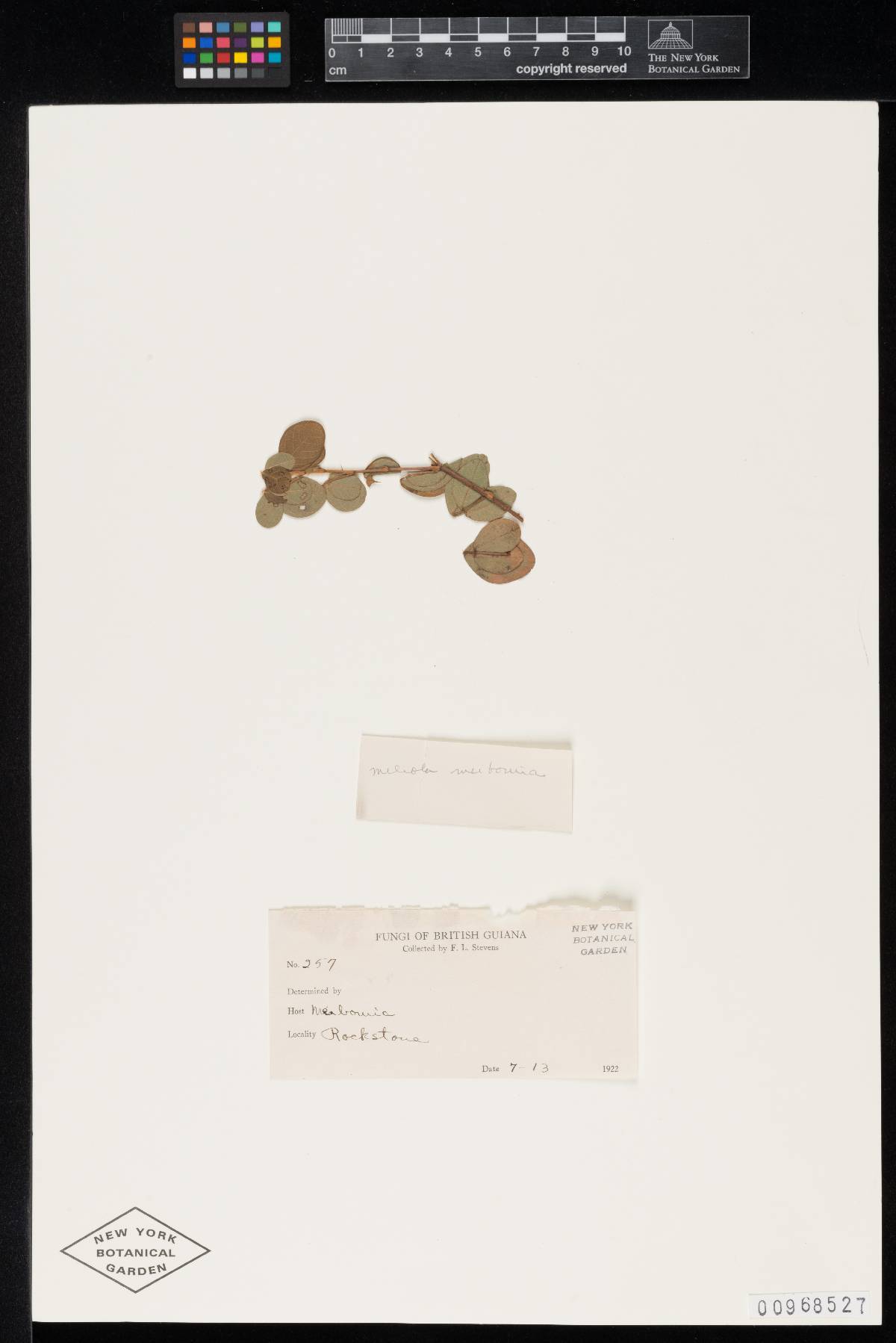 Meliola meibomiae image