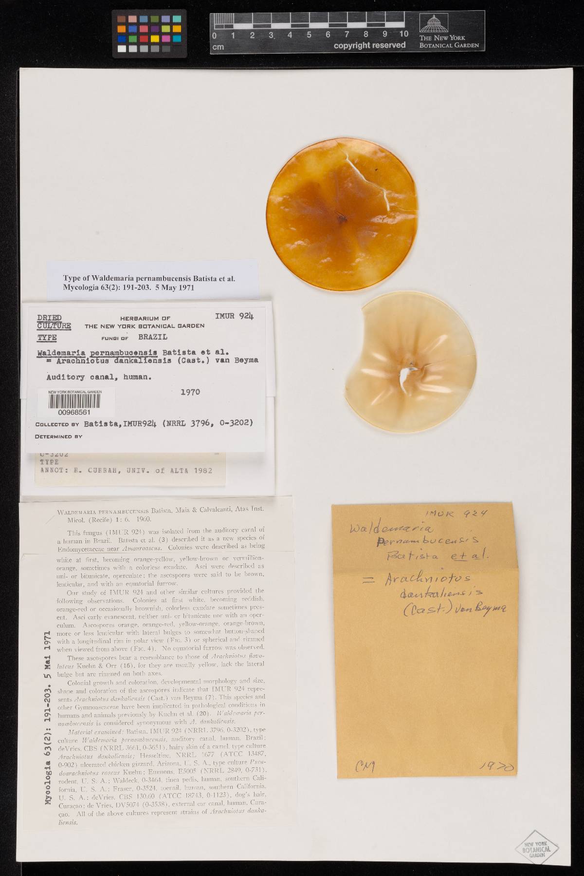 Waldemaria pernambucensis image