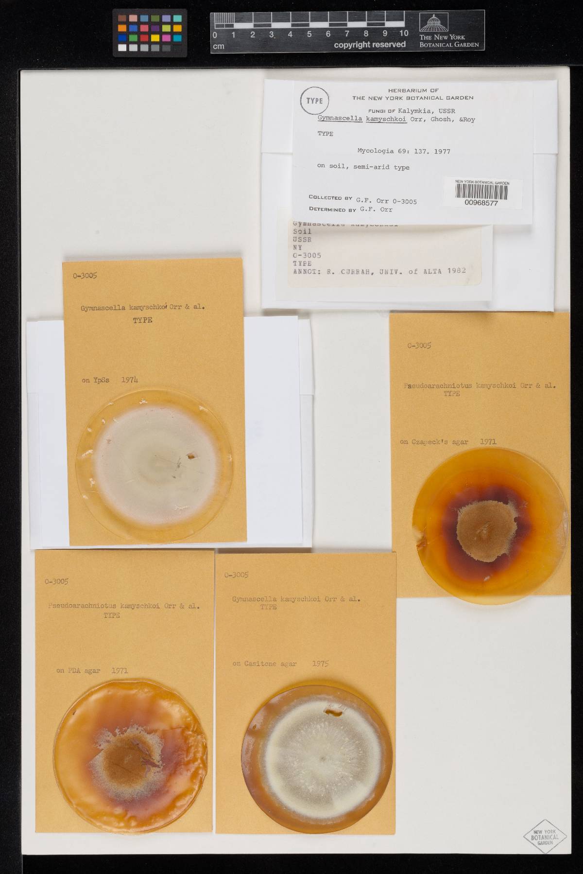 Gymnascella kamyschkoi image