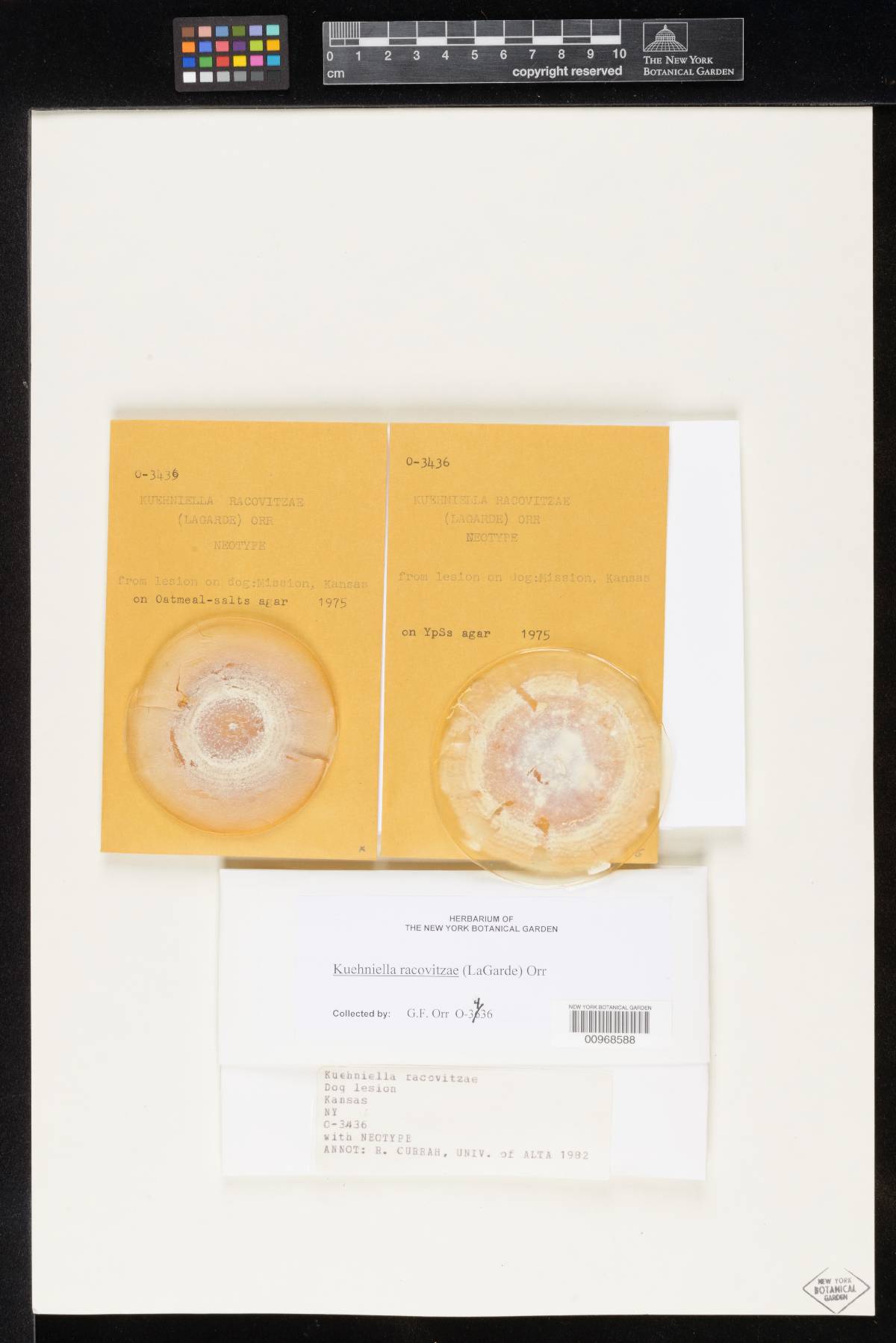 Amauroascus image