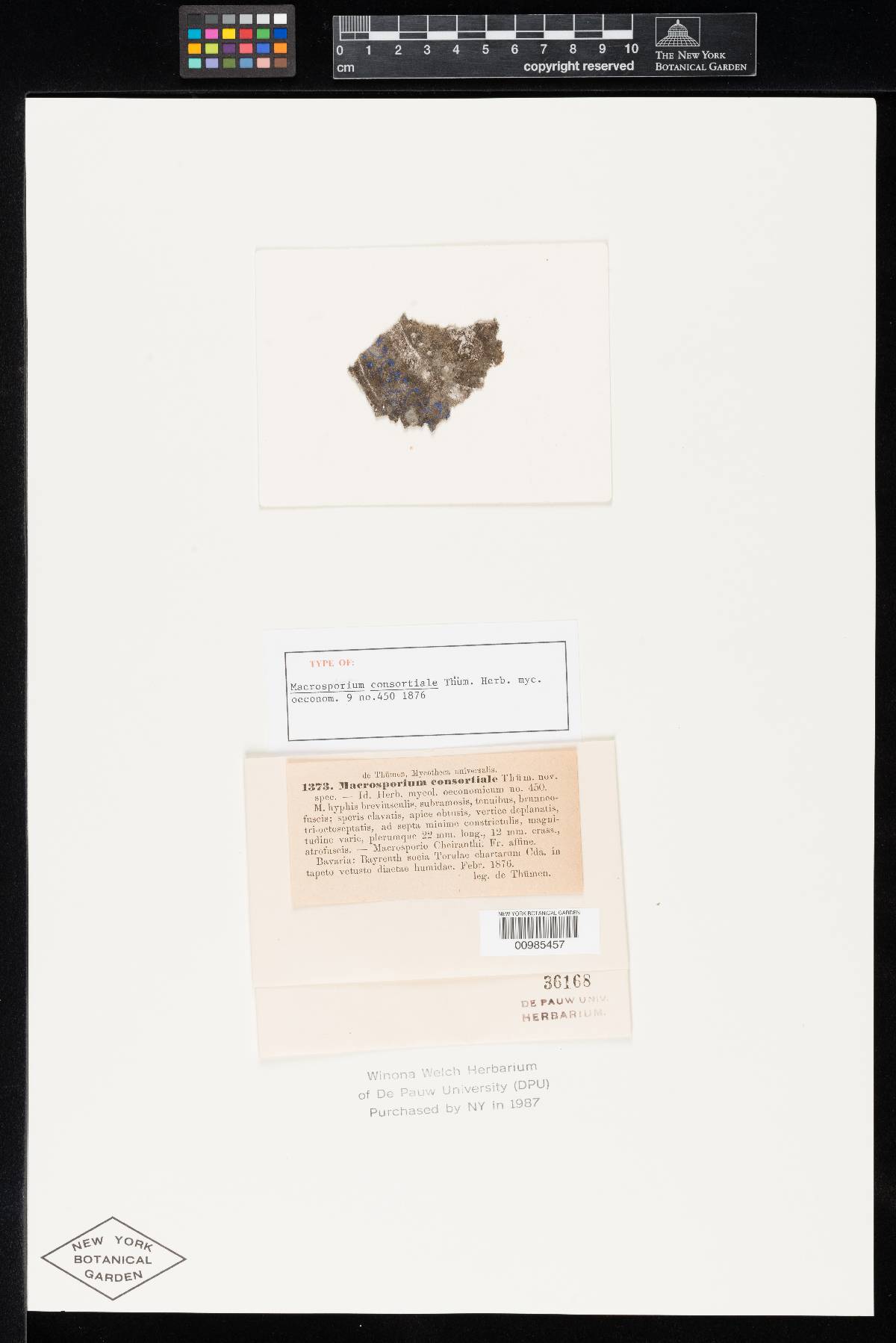 Ulocladium image
