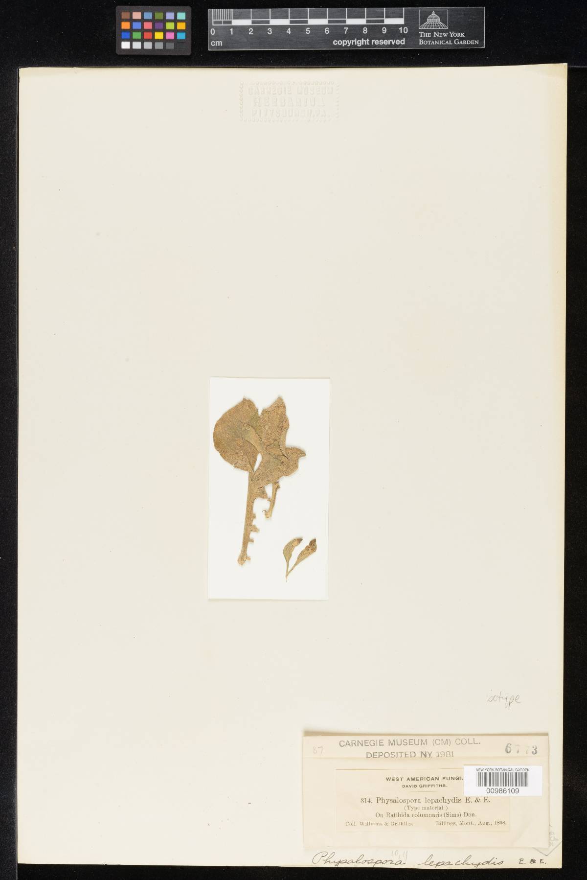 Hyponectriaceae image