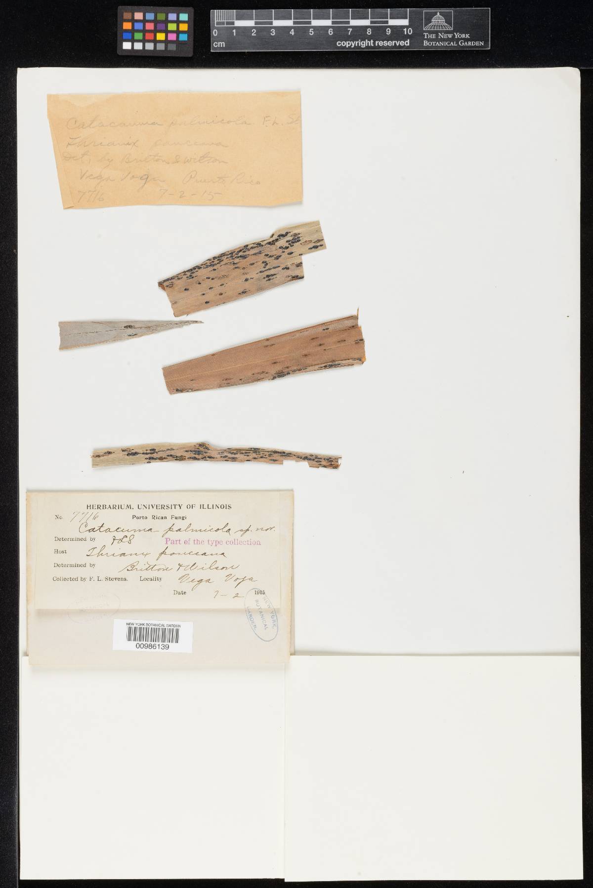 Phaeochoropsis palmicola image
