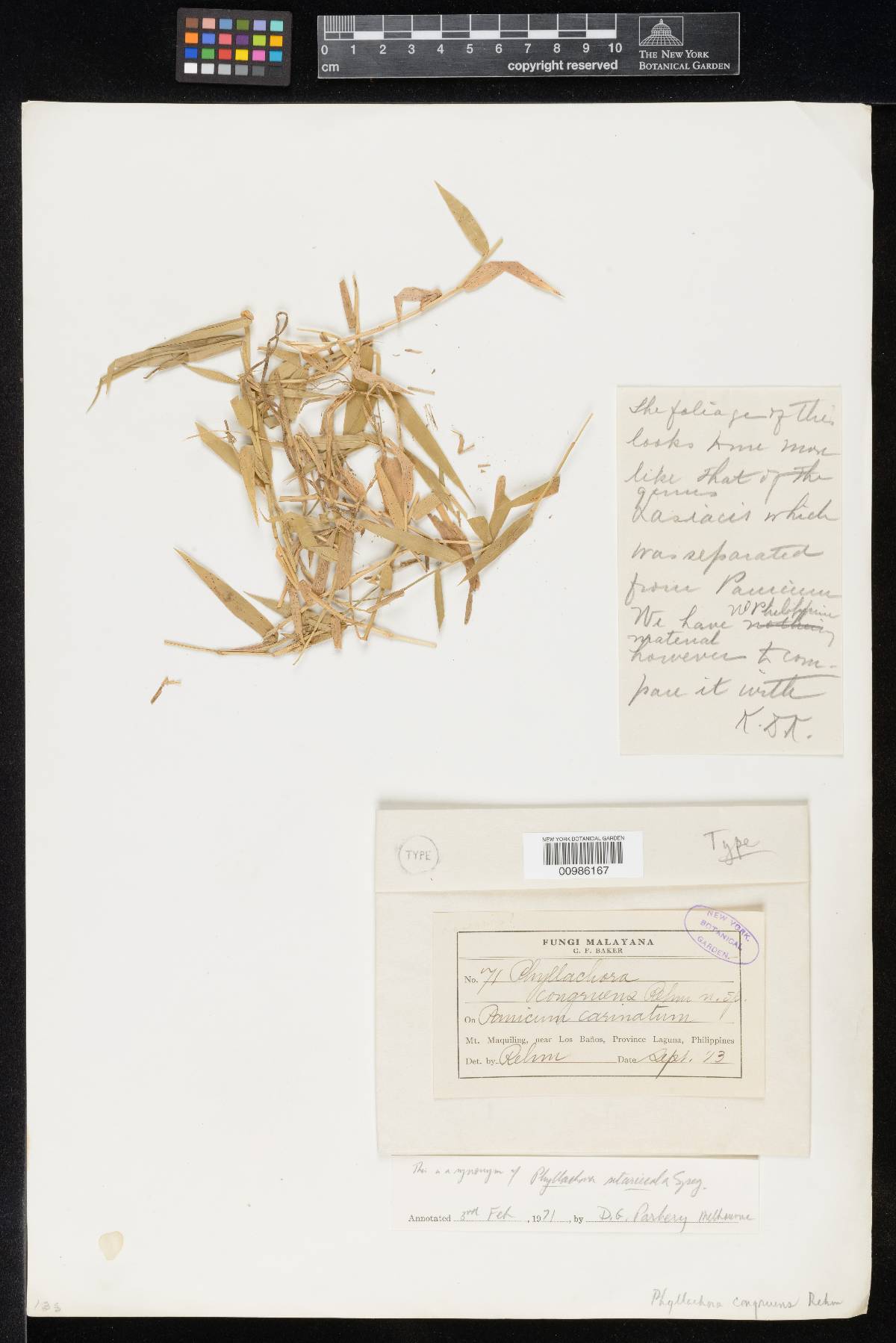 Phyllachora congruens image