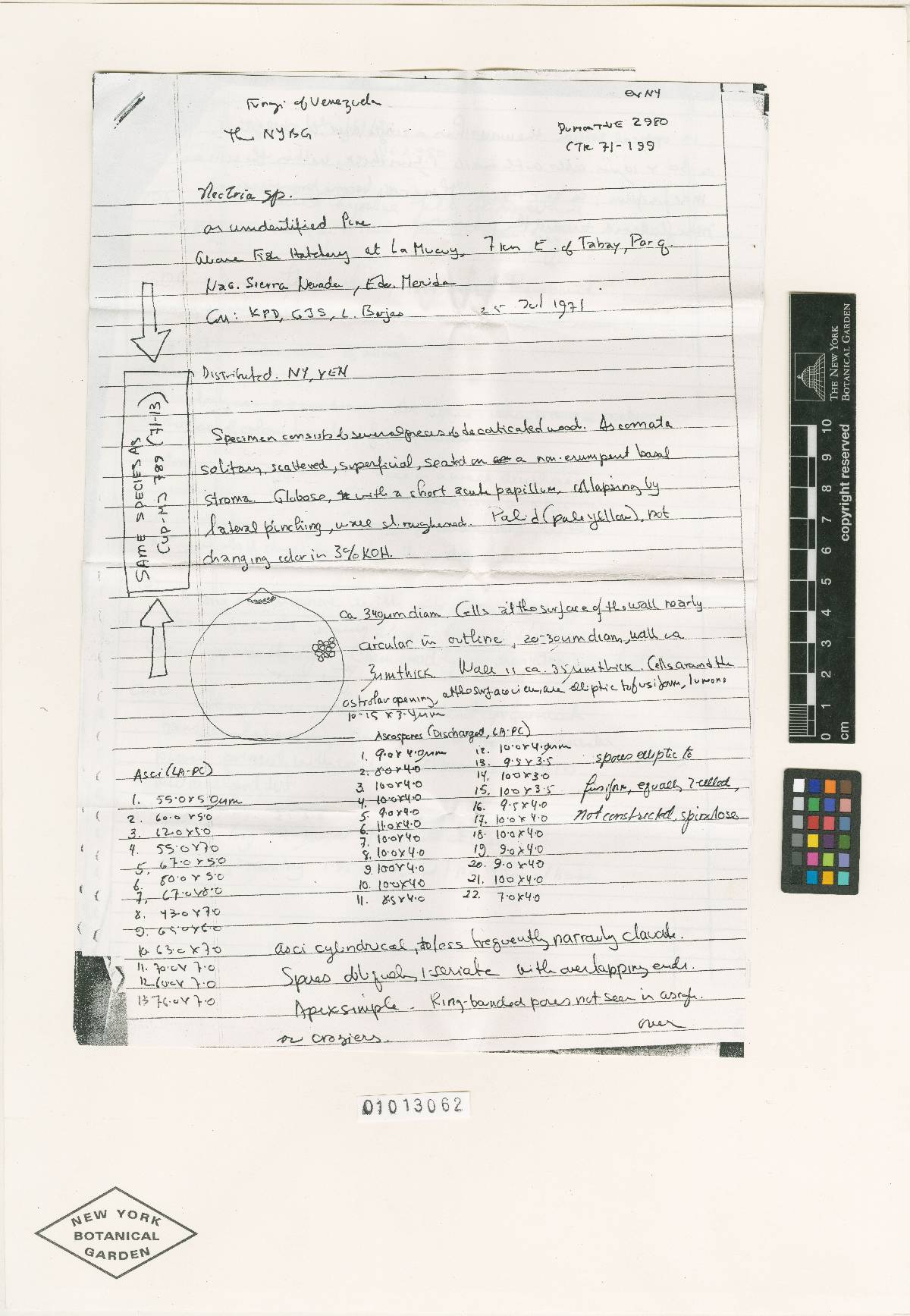 Nectria mariannaeae image