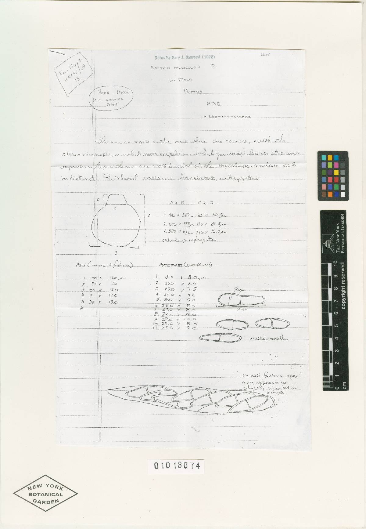 Nectria muscivora image