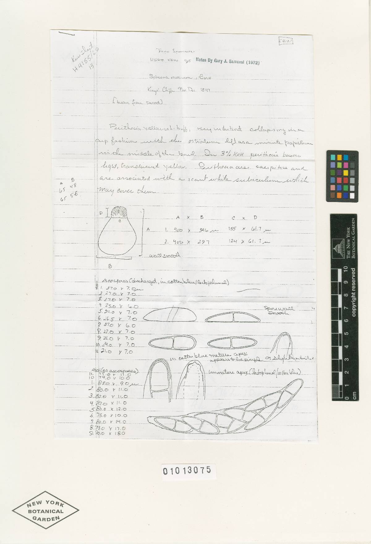 Nectria muscivora image