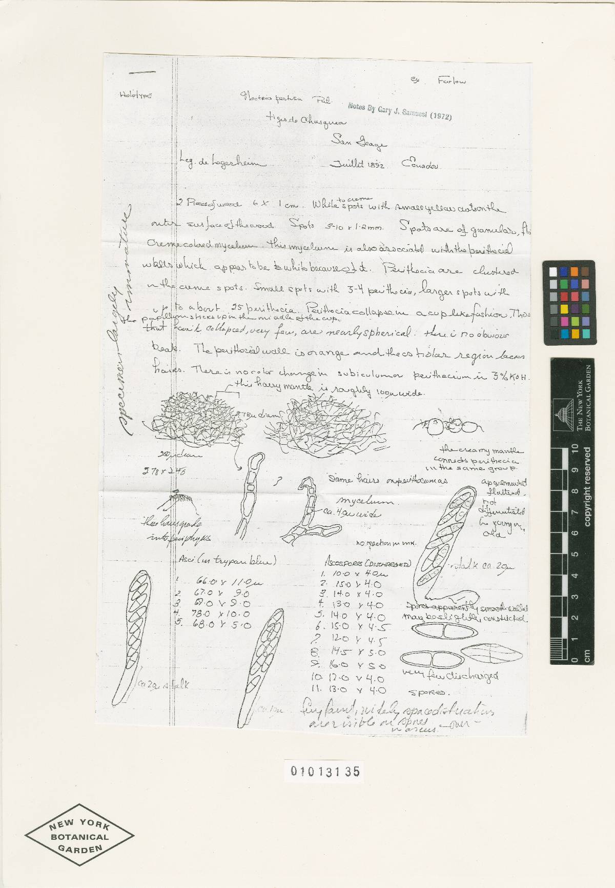 Protocreopsis pertusa image