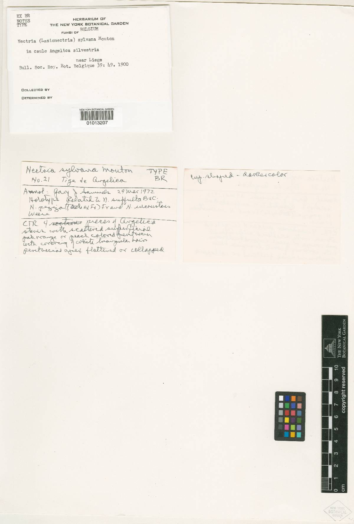 Nectria sylvana image