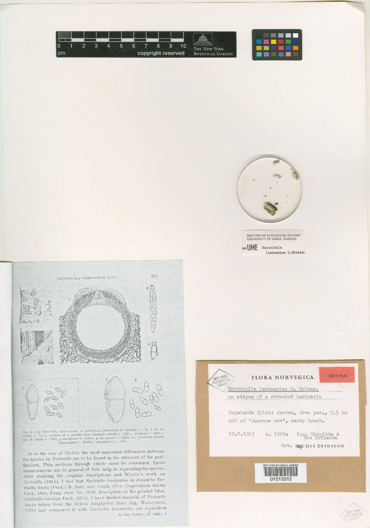 Nectriella laminariae image