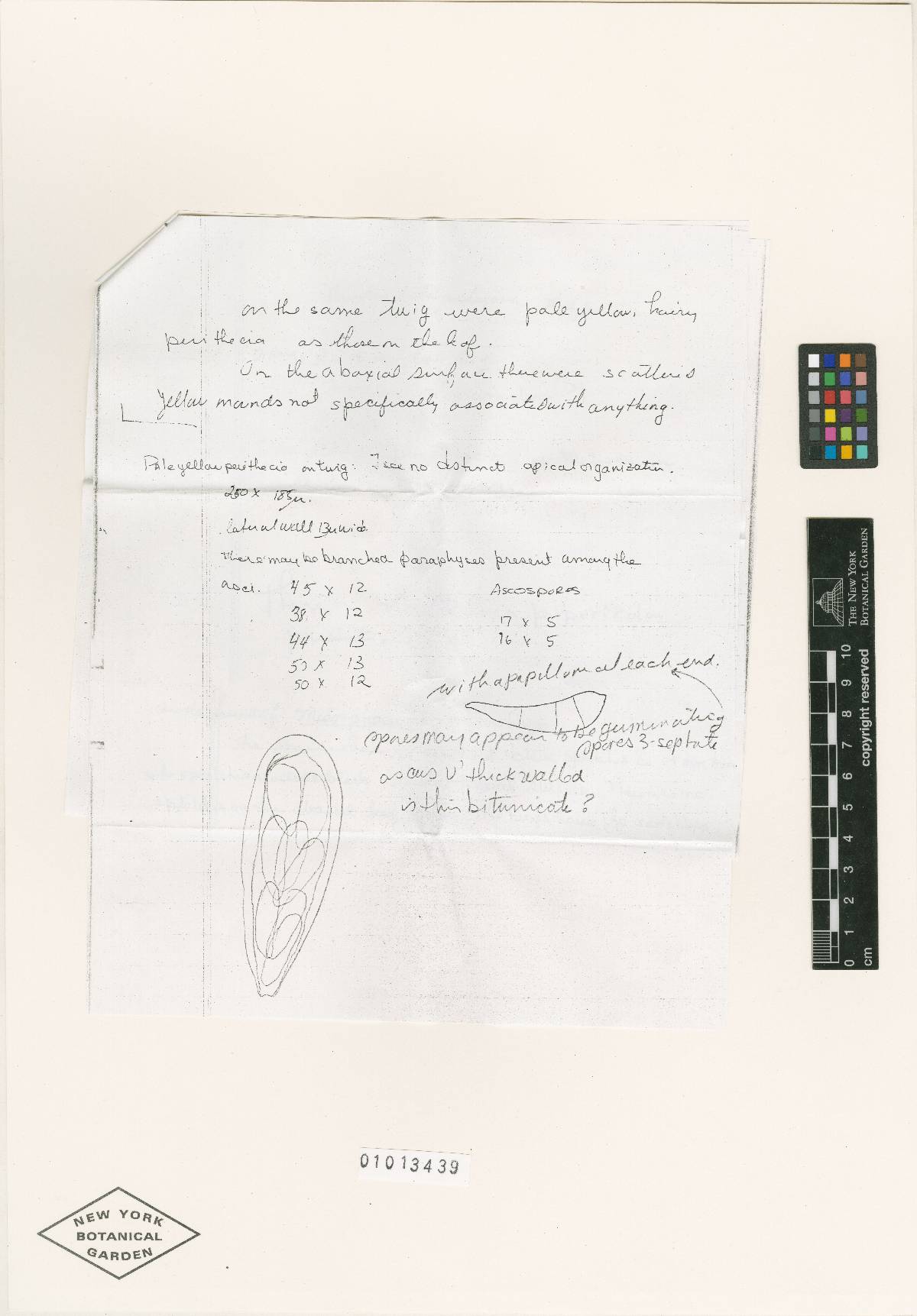 Pseudomeliola collapsa image