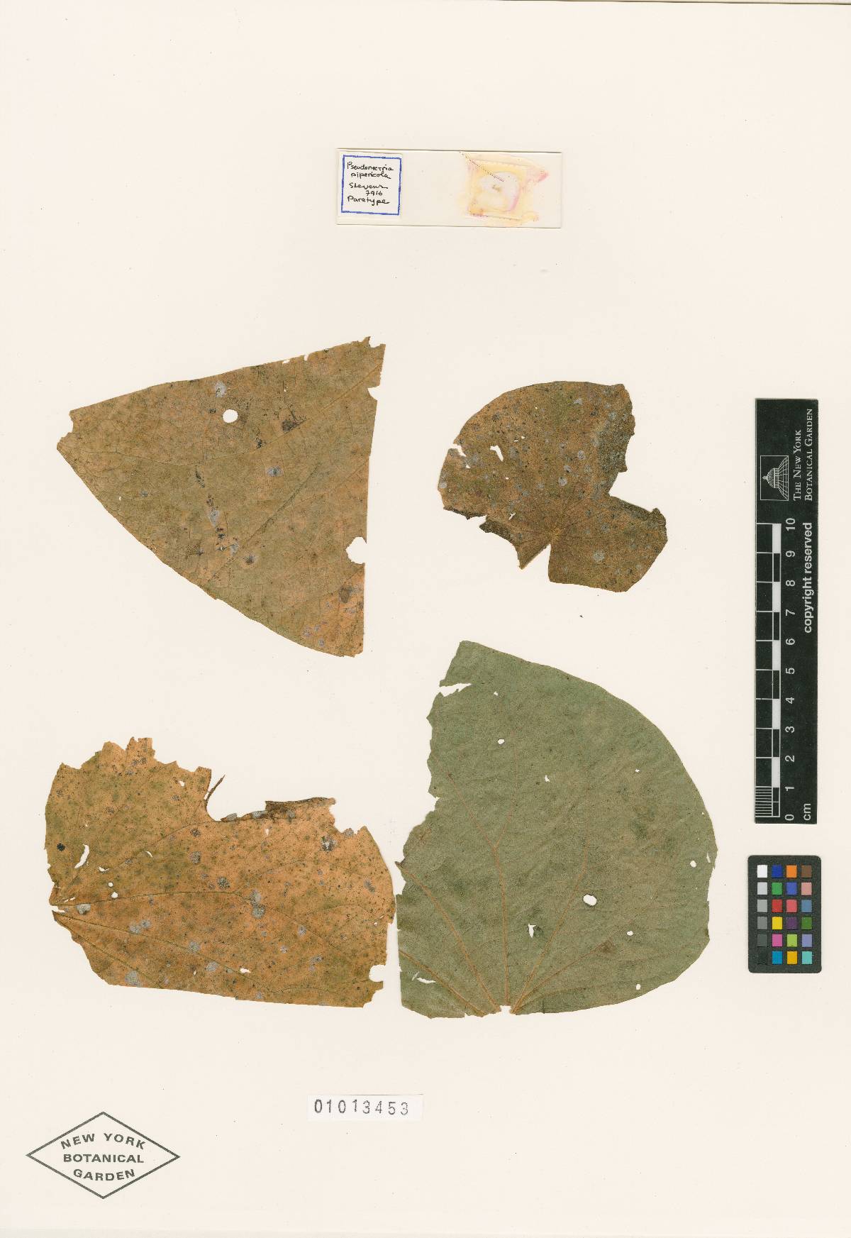 Pseudonectria pipericola image