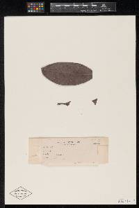 Meliola byrsonimina image