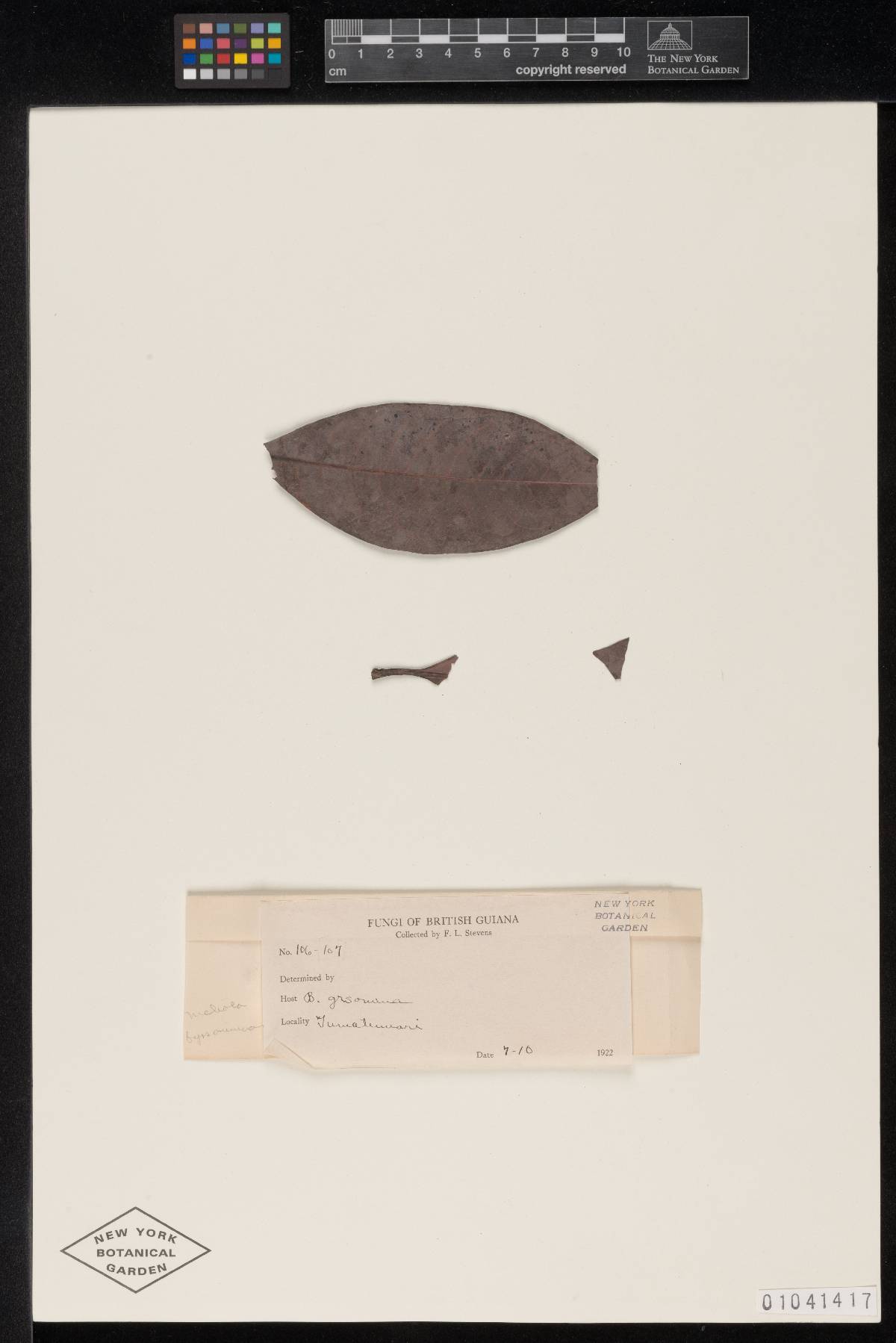 Meliola byrsonimina image