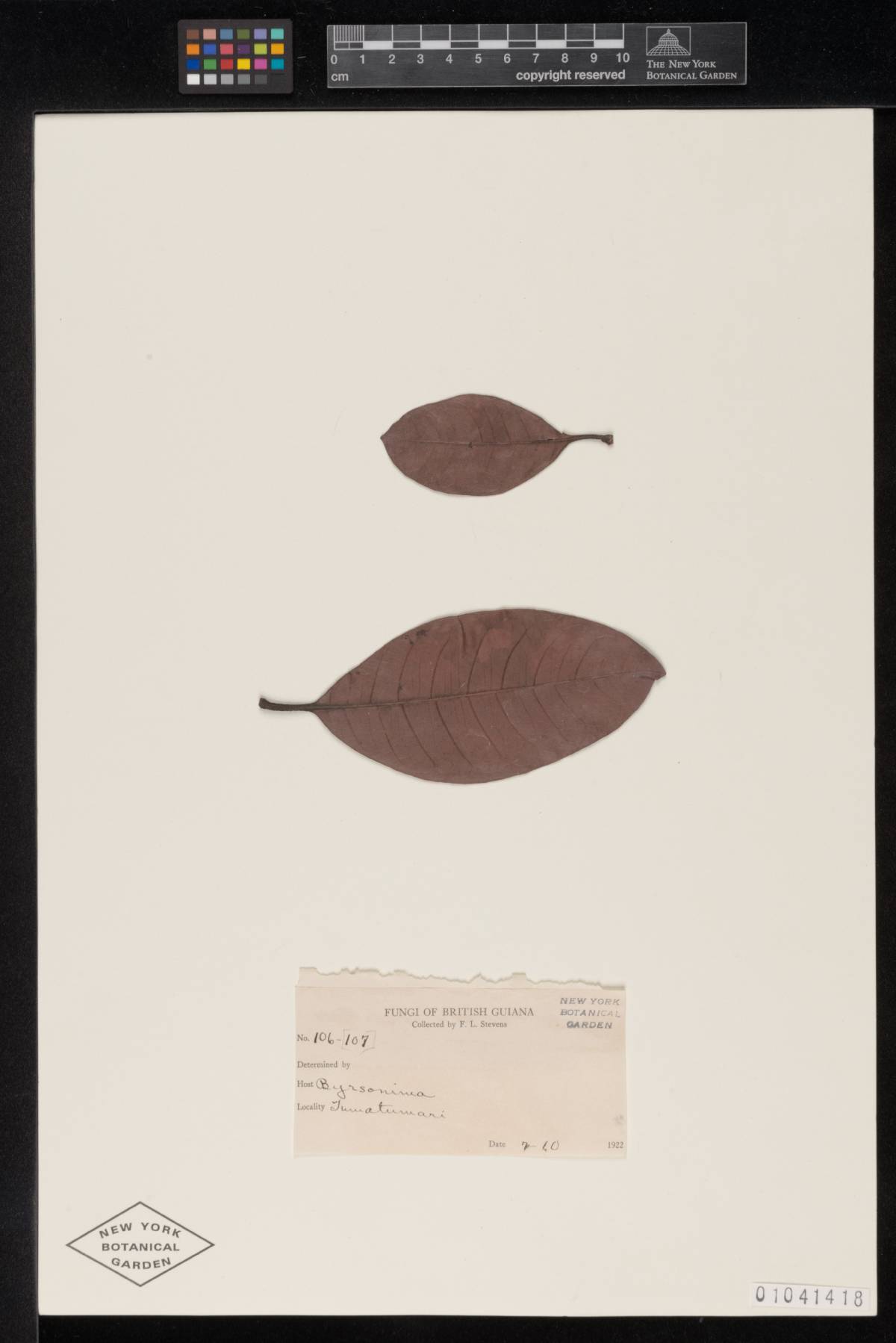 Meliola byrsonimina image