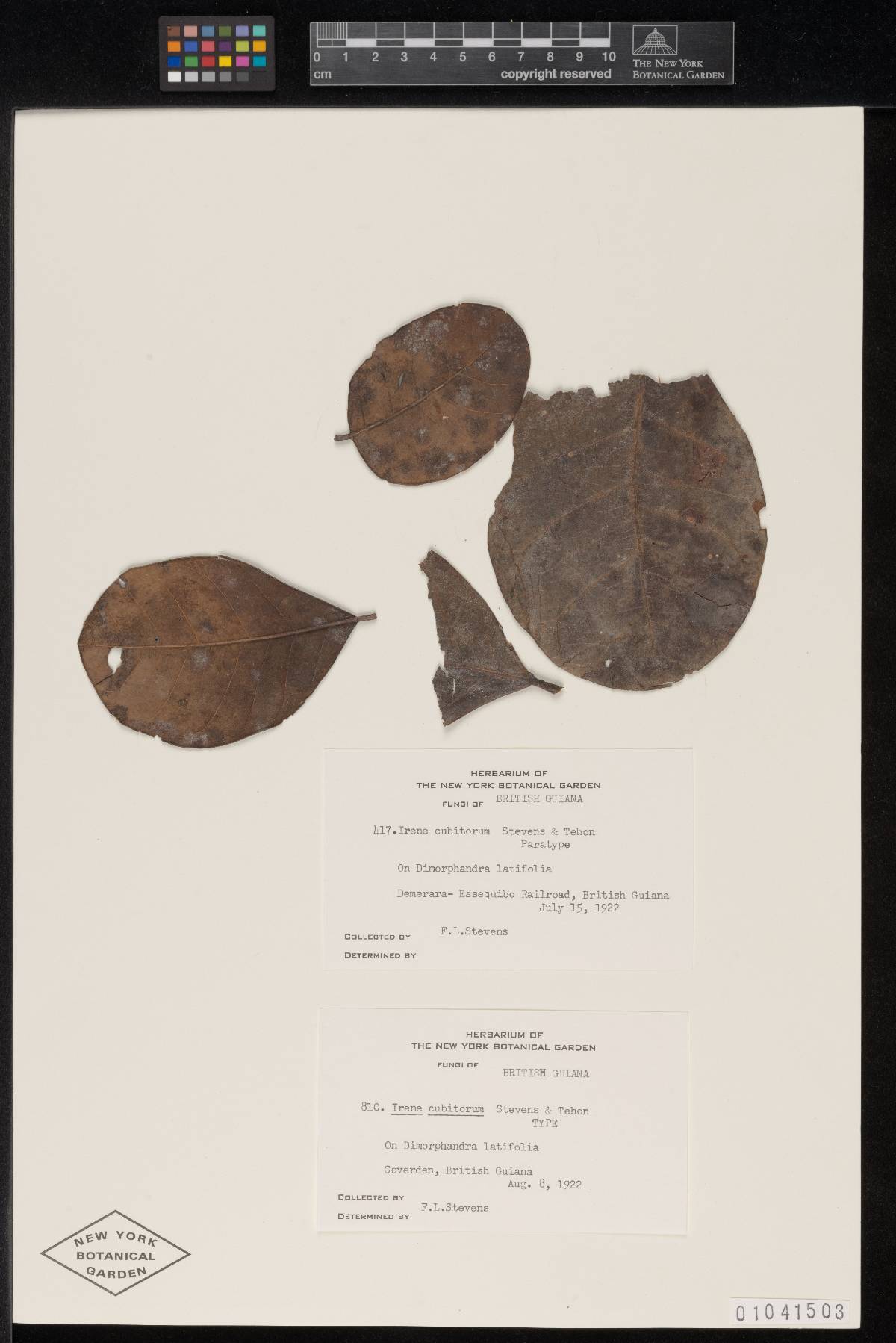 Irene cubitorum image