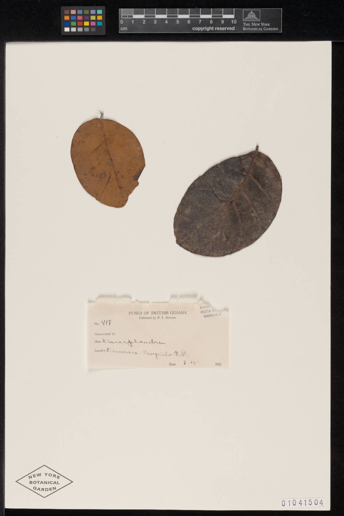 Irene cubitorum image