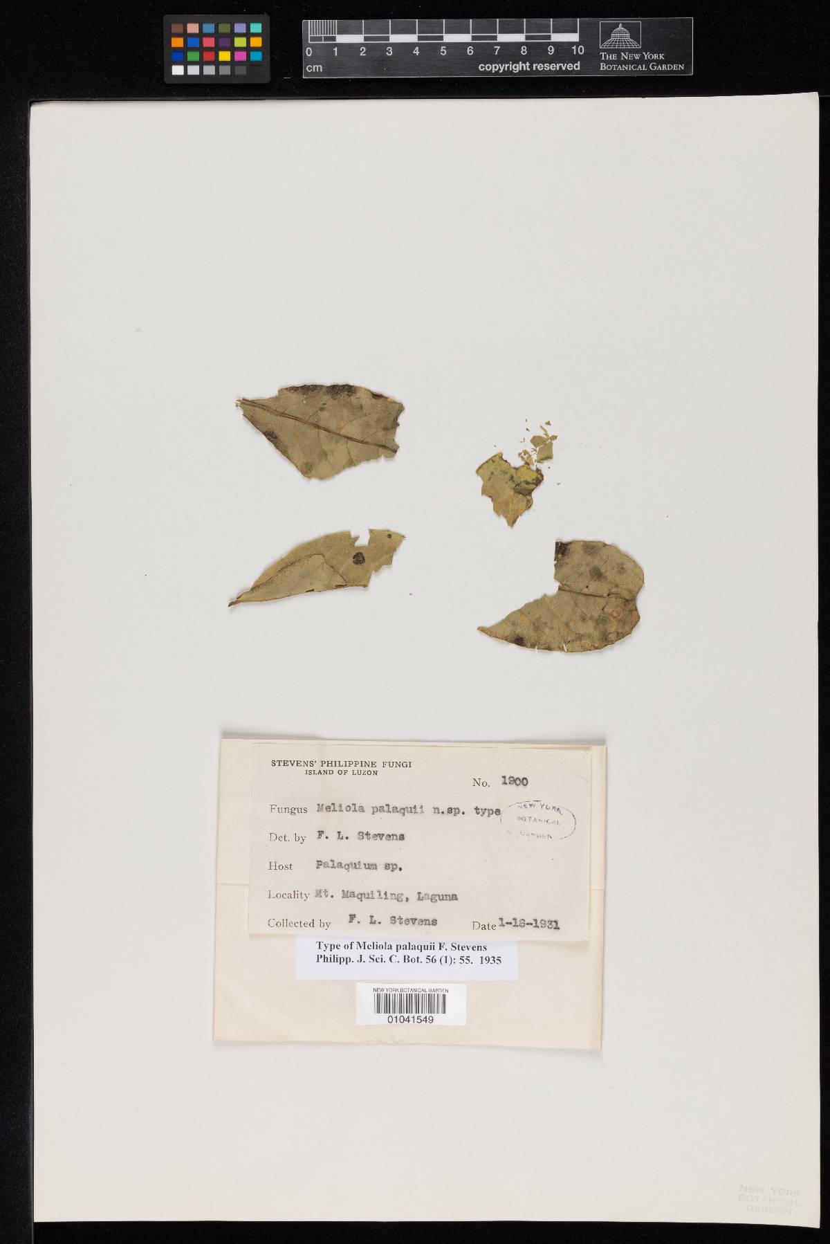 Meliola palaquii image