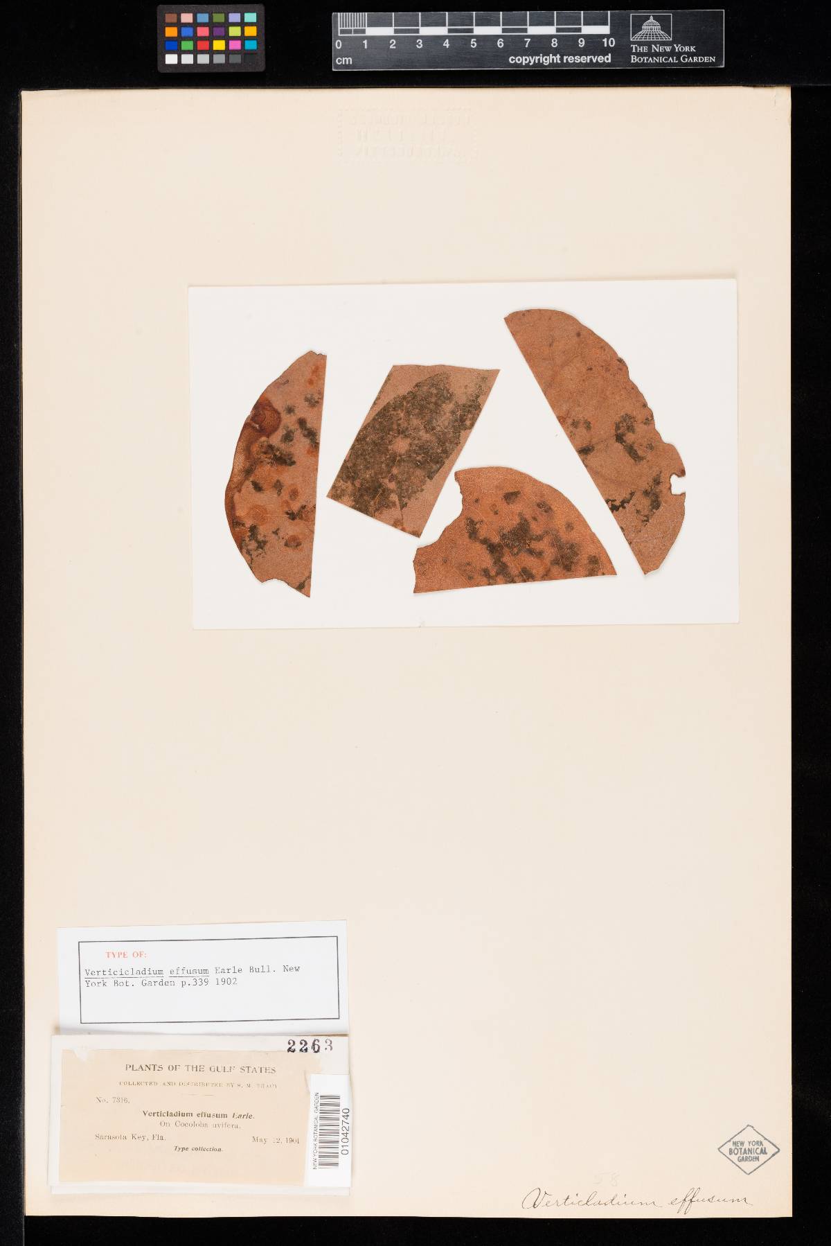 Verticicladium image