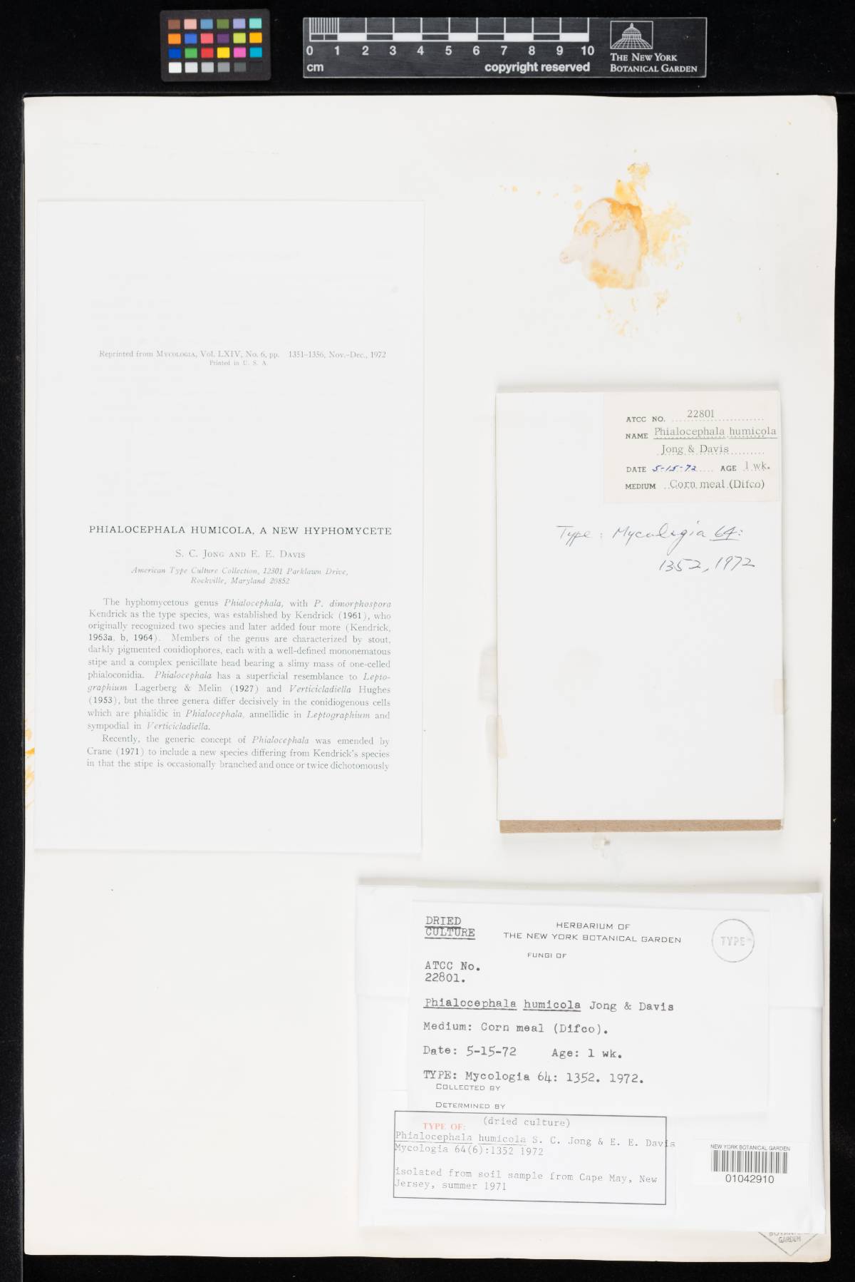 Phialocephala humicola image