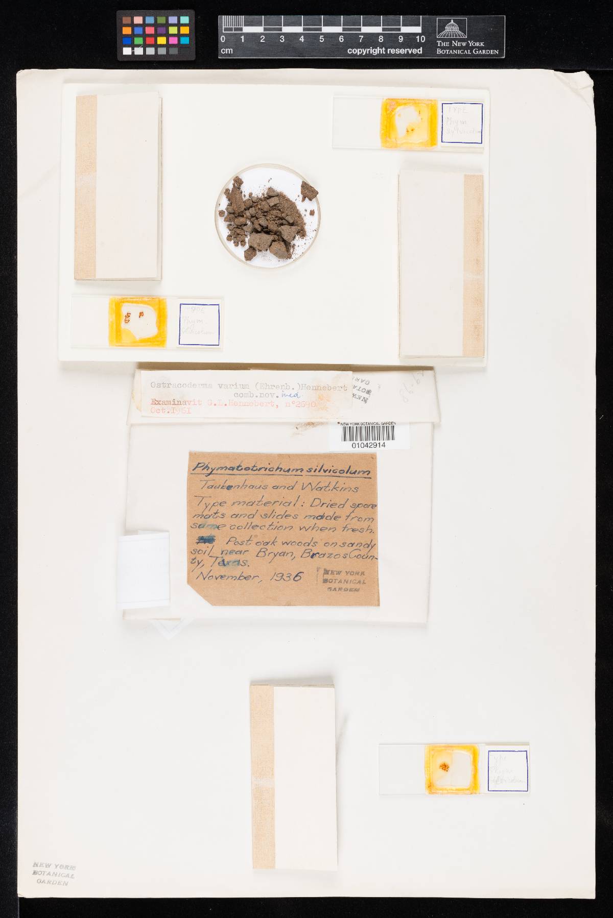 Phymatotrichum silvicola image