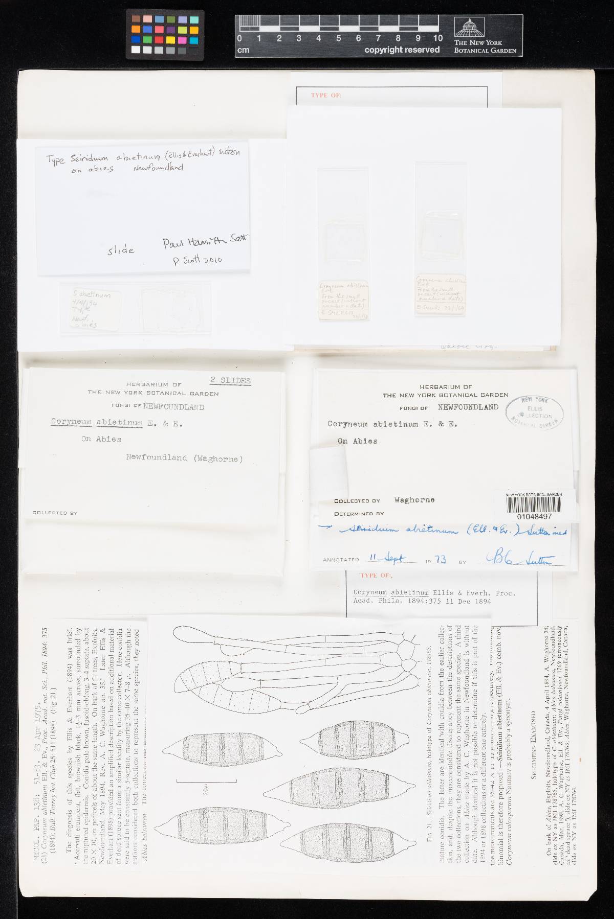 Coryneum abietinum image