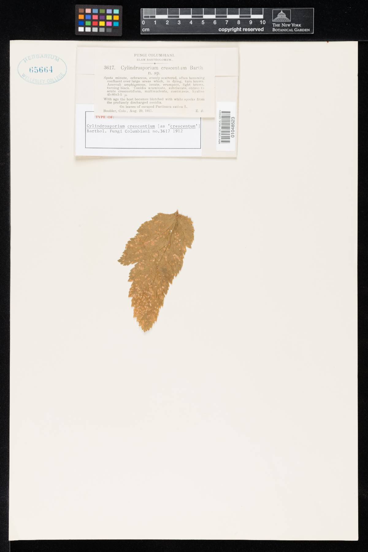 Phloeospora crescentium image